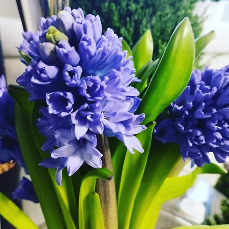 Magvel Jasna Apartamento *