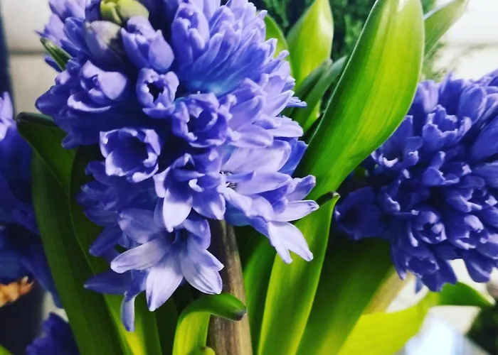 Magvel Jasna Apartamento *